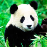 panda1
